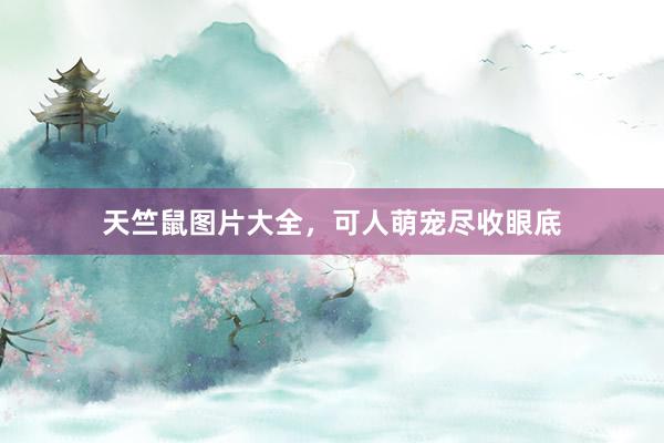 天竺鼠图片大全，可人萌宠尽收眼底